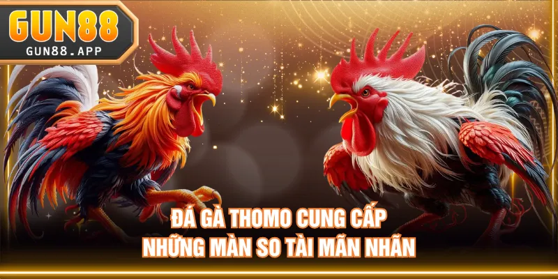 Đấu Trường Đá Gà Thomo - Nơi Chiến Kê Thể Hiện Sự Đẳng Cấp - tixenu