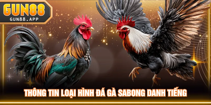 Đá Gà Sabong Kịch Tính - Nghệ Thuật Chọi Kê Philippines - tixenu